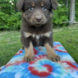 Girl 1 - Red tri-color female Australian Shepherd puppy in Hillsboro, Illinois from Perfect Paws Puppies