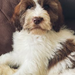 Springerdoodle Puppies from Just Doodling