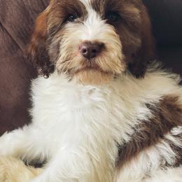 Springerdoodle Puppies from Just Doodling