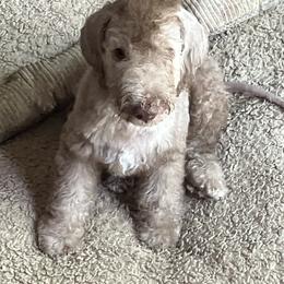 Bedlington Terrier Puppies from Ashcroft Bedlington Terriers