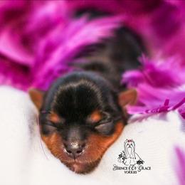 Yorkshire Terrier Puppies from Essence of Grace Yorkies