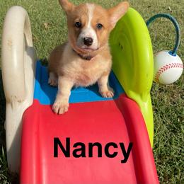 Nancy - Red female Pembroke Welsh Corgi puppy in Apison, Tennessee from Ashmore Corgis