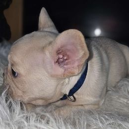 😍 BLUE COLLAR PLATINUM BOY 😍 - White French Bulldog puppy in Burleson, Texas from Diamond Deluxx Frenchies