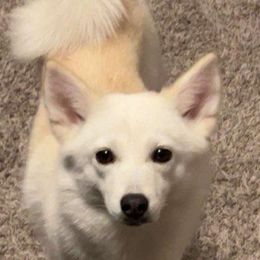 Paisley - Pomsky