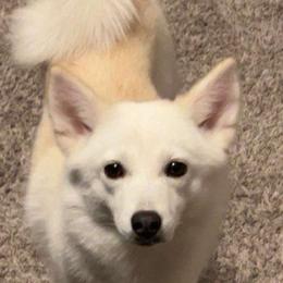 Paisley - Pomsky
