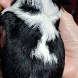 Dandy - Tri-color male Cavalier King Charles Spaniel puppy in Longview, Texas from Casanova Cavalier King Charles Spaniels