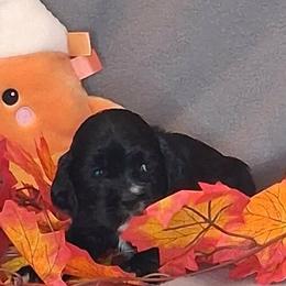 Jacqueline - Black female Cocker Spaniel puppy in Crossville, Tennessee from Timber Sunrise Cockers