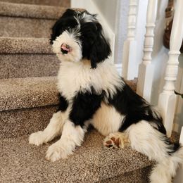 Winifred - Gray and white female Sheepadoodle puppy in Lehi, Utah from Iroz doodles