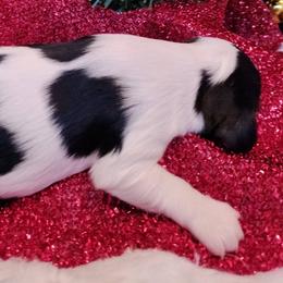Winston - Tri-color male Cavalier King Charles Spaniel puppy in Franklin, North Carolina from Cavaliers of the County Macon