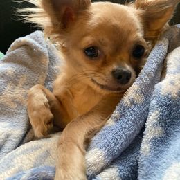 Squeek - Chihuahua