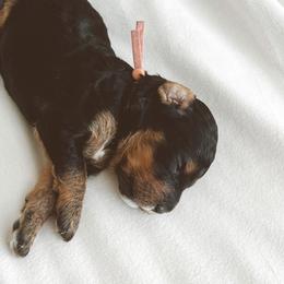 Bernedoodle and Goldendoodle Puppies from Baileys Ranch