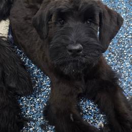 Fettuccine - Black female Giant Schnauzer puppy in Parker, Colorado from Pawsh K9’s