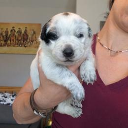 Pink Collar - Blue female Australian Cattle Dog puppy in Ammon, Idaho from Piney River Cattle Dogs