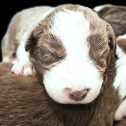 Bud - Lilac male Border Collie puppy in Cedar Springs, Michigan from Lyncroft Border Collies