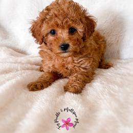 Jam - Apricot female Poodle puppy in Kula, Hawaii from Toy Poodle & Maltipoo Maui