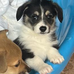 Pretty Precious Momma's Girl - Black and tan female Pembroke Welsh Corgi puppy in Blaine, Tennessee from Rose Brier Pembroke Welsh Corgis