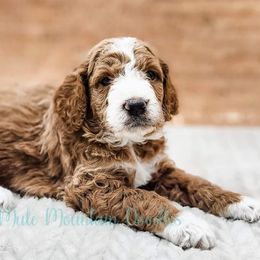 Double Doodle, Labradoodle, and Sheepadoodle Puppies from Mule Mountain Doodles