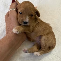 Girl 2 - Apricot female Cavapoo puppy in Nampa,, Idaho from Clig Doodle Days