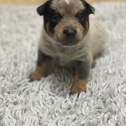 Australian Cattle Dog Puppies from LoveAHeeler