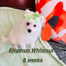 Erigeron whiteout - White female Japanese Spitz puppy in Gaithersburg, Maryland from Konalae Japanese Spitz Jr.