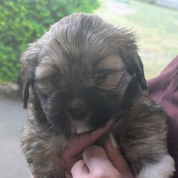 Daisy - Brindle female Lhasa Apso puppy in Fort Worth, Texas from Cynthia's Lhasa Apsos