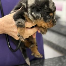 Rainbow collar - Harlequin female Beauceron puppy in Floyd’s Knobs, Indiana from Birdwing Beaucerons