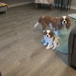 Cavalier King Charles Spaniels from Sugarloaf Cavaliers