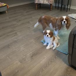 Cavalier King Charles Spaniels from Sugarloaf Cavaliers