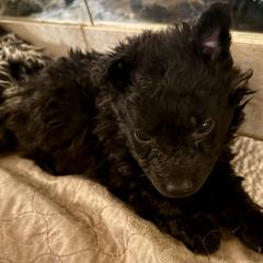 Roulette - Black female Mudi puppy in Benson, Arizona from Twisted Acres Border Collies and Mudi