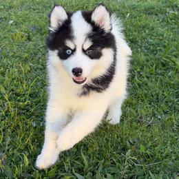 Diesel - Black and white male Pomsky puppy in Mc Minnville, Oregon from West Coast Pomskies