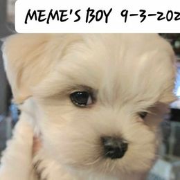 Maltese, Maltipoo, and Morkie Puppies from The Aristocratic Puppy Patch