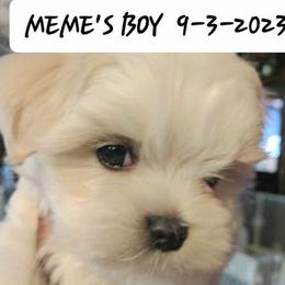 Maltese, Maltipoo, and Morkie Puppies from The Aristocratic Puppy Patch