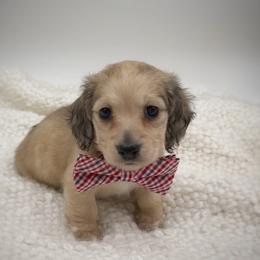 Thor - Cream male Dachshund puppy in Wylie, Texas from Lawson's Kennel