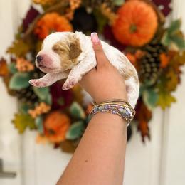 Princess Dot (Maroon) - Parti female Poodle puppy in Stuart Fl, Florida from Lincoln & Lady Co.