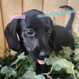 Little Bit - Black female Dachshund puppy in Selma, North Carolina from Facin East Dachshunds