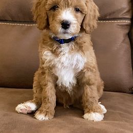 Bernedoodle and Goldendoodle Puppies from Doodle Bliss
