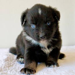 Bentley: Freckles Blue Eyed Boy - Black & white male Miniature Australian Shepherd puppy in Burkesville, Kentucky from Bline’s Awesome Aussies & Doxies at the Bline Family Farm