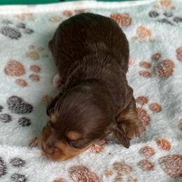 Milky Way - Chocolate and tan male Dachshund puppy in Hawley, Texas from Foxy’s Dachshunds & Toy Aussies