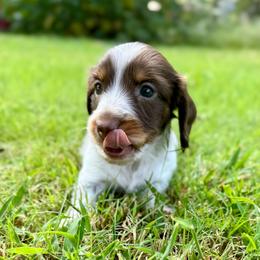 Barnie AKC FULL - Piebald male Dachshund puppy in Gentry, Arkansas from Sweet As Pie Doxies