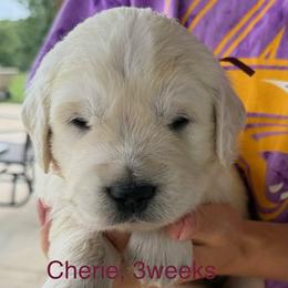 TBD - Light golden female Golden Retriever puppy in Osceola, Iowa from Healing Hearts Therapy Goldens