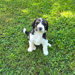 Oakley - Tri-color male Bernedoodle puppy in Mckenzie, Tennessee from Small Town Doodles & Poodles