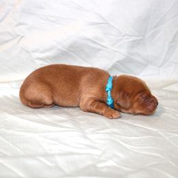 Nettle - Dark golden male Golden Retriever puppy in New Weston, Ohio from Bertke AKC Golden Retrievers and Bernese Mountain Dogs