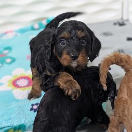 Harvest - Black and tan male Cavapoo puppy in Coshocton, Ohio from Forever Family Puppies