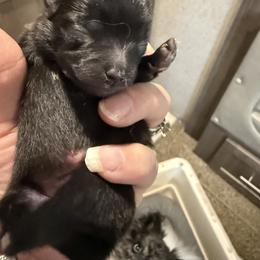 Morticia - Black female Pomeranian puppy in Jackson, New Jersey from Peapod Pomeranians