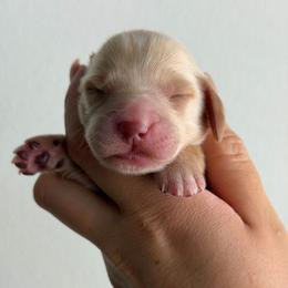 Cream Or Red Female - Cream female Dachshund puppy in El Paso, Texas from IVK9's Dachshunds