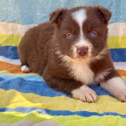 Red bi female - Red & white female Miniature Australian Shepherd puppy in Lemon Cove, California from Magic Ranch Mini Aussies
