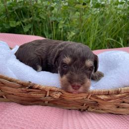 Sailor - Brown female Schnoodle puppy in Lathrop, Missouri from RR Schnoodles