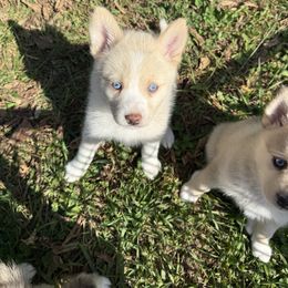 Pomsky Puppies from SRF Pomskies