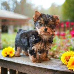 Yorkshire Terrier Puppies from Essence of Grace Yorkies