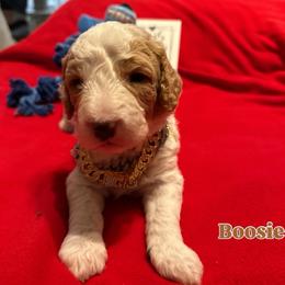 Boosie - Cream male Goldendoodle puppy in Cordova, Tennessee from TrueLine kennels